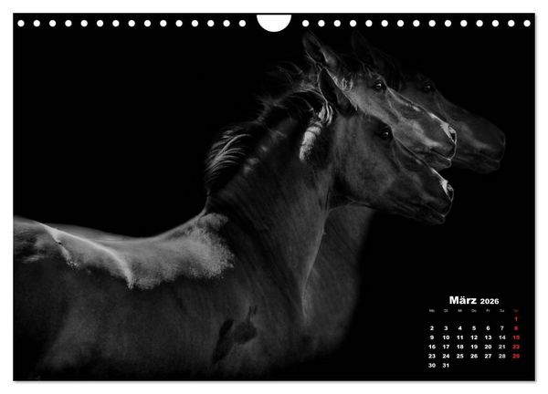 Produktbild: Pferde zwischen Licht und Schatten (Wandkalender 2026 DIN A4 quer), CALVENDO Monatskalender