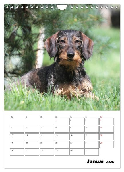 Produktbild: Geliebte Rabauken - Rauhaardackel (Wandkalender 2026 DIN A4 hoch), CALVENDO Monatskalender