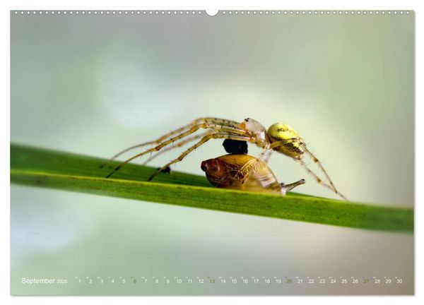 Produktbild: ui - Spinne. Kleine Spinnen - gro&szlig; im Bild (hochwertiger Premium Wandkalender 2026 DIN A2 quer), Kunstdruck in Hochglanz