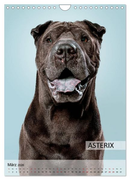 Produktbild: Hundekalender - Hunderassen im Portrait (Wandkalender 2026 DIN A4 hoch), CALVENDO Monatskalender