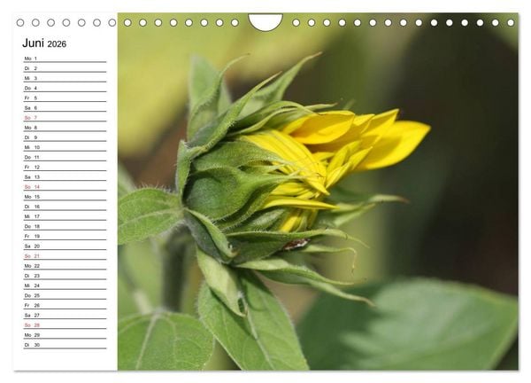Produktbild: Sonnenblumen Impressionen (Wandkalender 2026 DIN A4 quer), CALVENDO Monatskalender