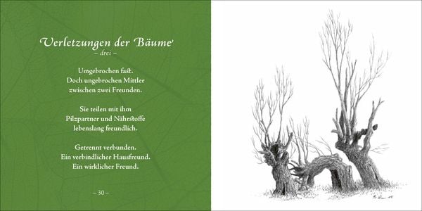 Produktbild: Bäume