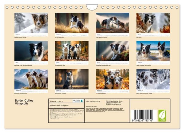 Produktbild: Border Collies H&uuml;teprofis (Wandkalender 2026 DIN A4 quer), CALVENDO Monatskalender