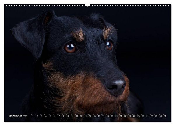 Produktbild: Faszination Terrier (hochwertiger Premium Wandkalender 2026 DIN A2 quer), Kunstdruck in Hochglanz