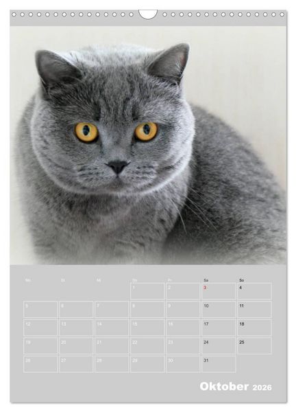 Produktbild: Graue Engel - Britischkurzhaar-Katzen (Wandkalender 2026 DIN A3 hoch), CALVENDO Monatskalender