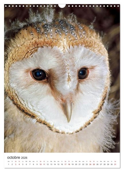 Produktbild: Une chouette de vie, les oiseaux (Calendrier mural 2026 DIN A3 horizontal), CALVENDO calendrier mensuel