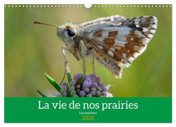 La vie de nos prairie, les papillons (Calendrier mural 2025 DIN A3 vertical), CALVENDO calendrier mensuel