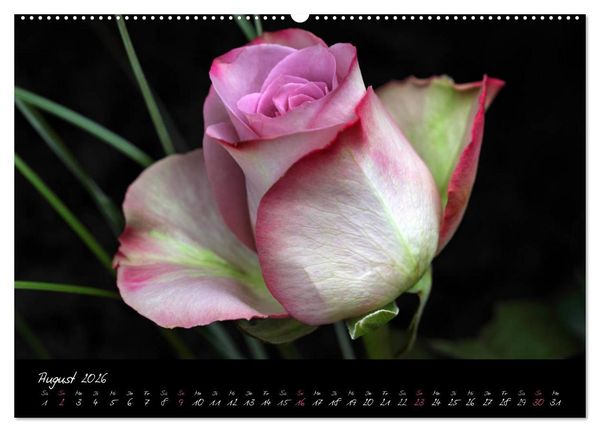 Produktbild: Rosen Romanze - Visuelle Musik (hochwertiger Premium Wandkalender 2026 DIN A2 quer), Kunstdruck in Hochglanz