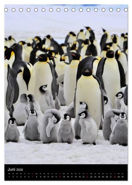Produktbild: Pinguine - Wackeln im Thermo-Frack (Tischkalender 2026 DIN A5 hoch), CALVENDO Monatskalender
