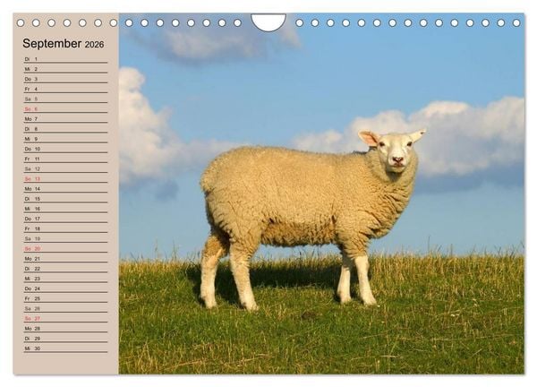 Produktbild: Schafe z&auml;hlen leicht gemacht! (Wandkalender 2026 DIN A4 quer), CALVENDO Monatskalender