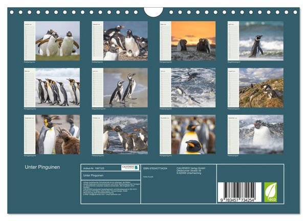 Produktbild: Unter Pinguinen (Wandkalender 2026 DIN A4 quer), CALVENDO Monatskalender