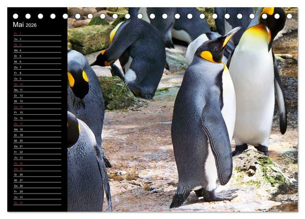 Produktbild: Pinguine - Kaiser- und K&ouml;nigspinguine (Tischkalender 2026 DIN A5 quer), CALVENDO Monatskalender