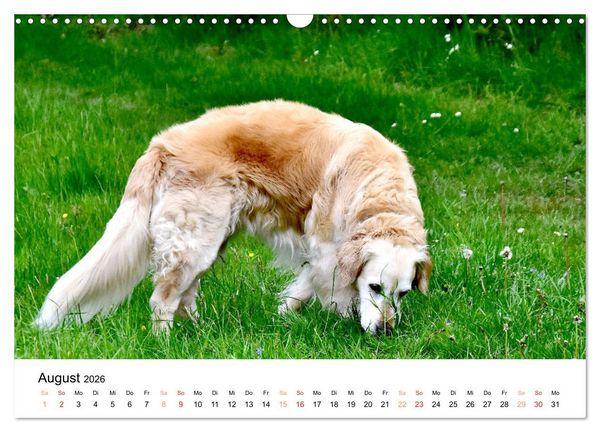 Produktbild: Eine treue Hundeseele - Golden Retriever (Wandkalender 2026 DIN A3 quer), CALVENDO Monatskalender