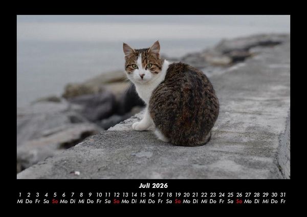 Produktbild: Welt der Tiere 2026 Fotokalender DIN A3