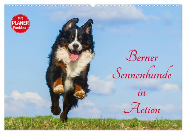 Produktbild: Berner Sennenhunde in Action (Wandkalender 2026 DIN A2 quer), CALVENDO Monatskalender