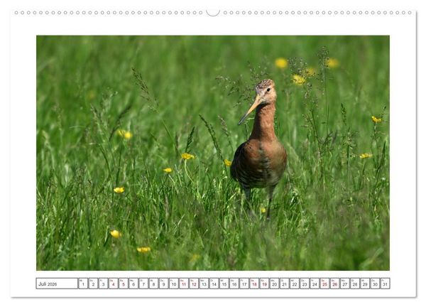 Produktbild: Die bedrohten Uferschnepfen (hochwertiger Premium Wandkalender 2026 DIN A2 quer), Kunstdruck in Hochglanz