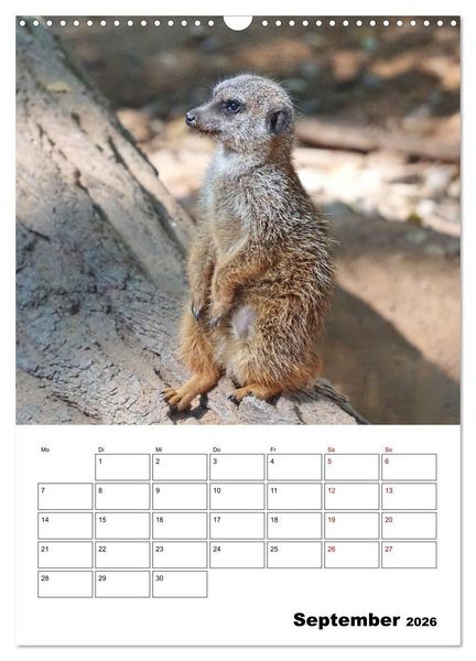 Produktbild: Niedliche Erdm&auml;nnchen (Wandkalender 2026 DIN A3 hoch), CALVENDO Monatskalender