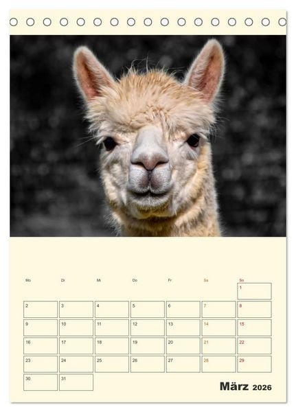 Produktbild: Putzige Alpakas (Tischkalender 2026 DIN A5 hoch), CALVENDO Monatskalender