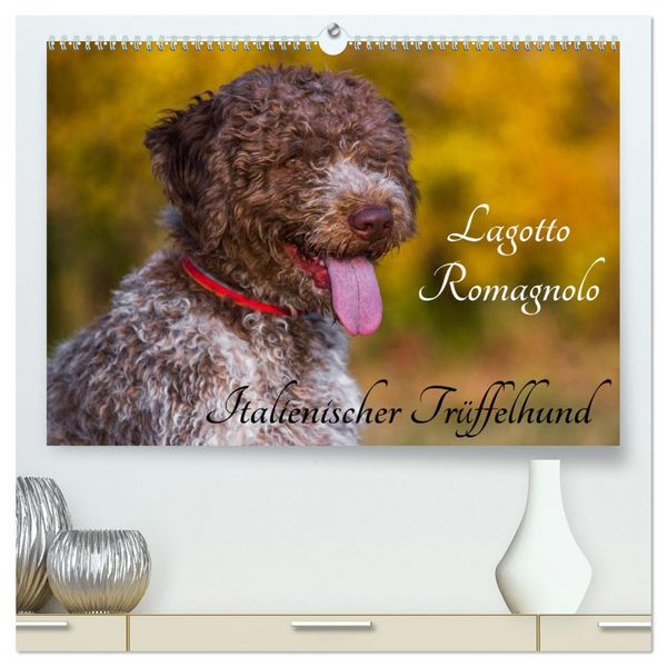 Lagotto Romagnolo - Italienischer Trüffelhund (hochwertiger Premium Wandkalender 2026 DIN A2 quer), Kunstdruck in Hochglanz
