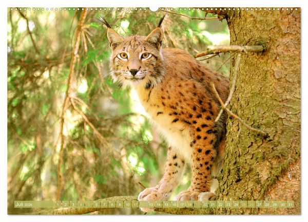 Produktbild: Dem Luchs auf der Spur (hochwertiger Premium Wandkalender 2026 DIN A2 quer), Kunstdruck in Hochglanz
