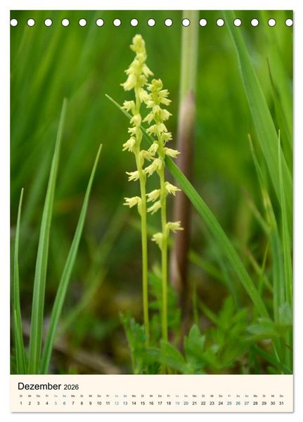 Produktbild: Einheimische Orchideen (Tischkalender 2026 DIN A5 hoch), CALVENDO Monatskalender