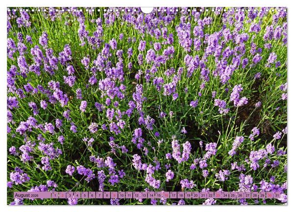 Produktbild: Farbzauber Lavendel (Wandkalender 2026 DIN A3 quer), CALVENDO Monatskalender