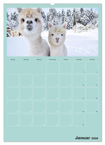 Produktbild: Alpakas zum Verlieben (hochwertiger Premium Wandkalender 2026 DIN A2 hoch), Kunstdruck in Hochglanz