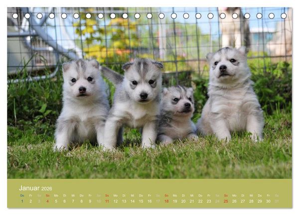 Produktbild: Husky Welpen (Tischkalender 2026 DIN A5 quer), CALVENDO Monatskalender