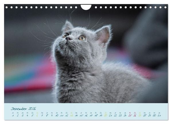 Produktbild: Ein kleiner Kater entdeckt die Welt! (Wandkalender 2026 DIN A4 quer), CALVENDO Monatskalender