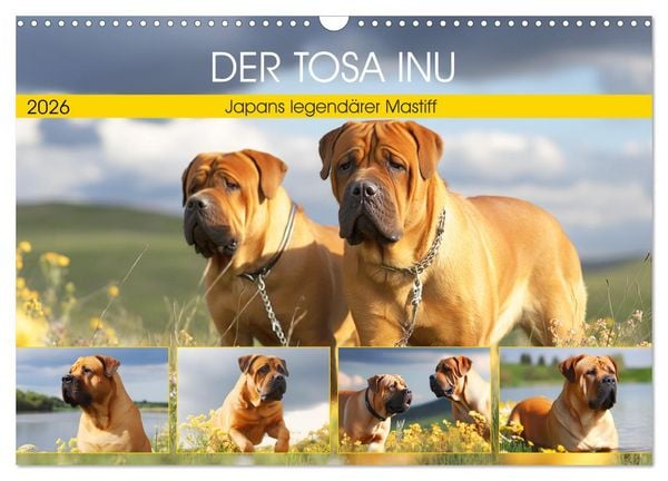 Produktbild: Der Tosa Inu. Japans legend&auml;rer Mastiff (Wandkalender 2026 DIN A3 quer), CALVENDO Monatskalender