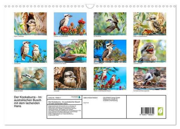 Produktbild: Der Kookaburra - Im australischen Busch mit dem lachenden Hans (Wandkalender 2026 DIN A3 quer), CALVENDO Monatskalender