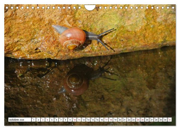 Produktbild: Admirons les escargots (Calendrier mural 2026 DIN A4 vertical), CALVENDO calendrier mensuel