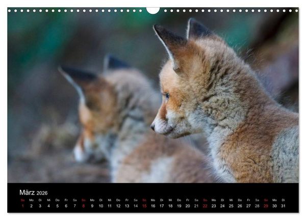 Produktbild: F&uuml;chse in freier Natur (Wandkalender 2026 DIN A3 quer), CALVENDO Monatskalender
