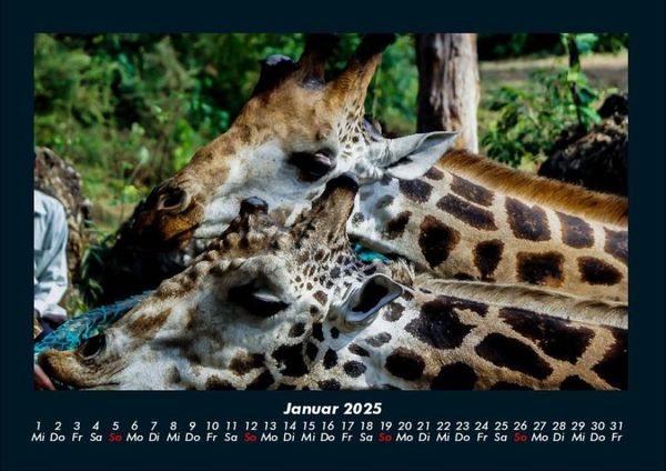 Produktbild: Giraffen 2025 Fotokalender DIN A4
