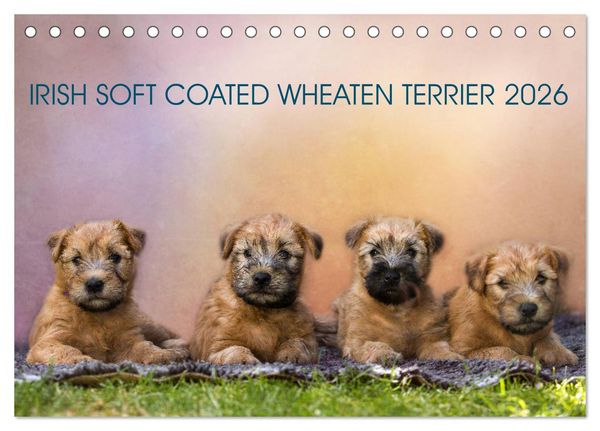 IRISH SOFT COATED WHEATEN TERRIER 2026 (Tischkalender 2026 DIN A5 quer), CALVENDO Monatskalender