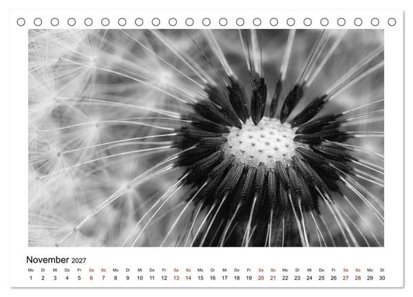 Produktbild: Die grafische Sch&ouml;nheit der Pflanzen &ndash; Schwarz-Wei&szlig; (Tischkalender 2027 DIN A5 quer), CALVENDO Monatskalender