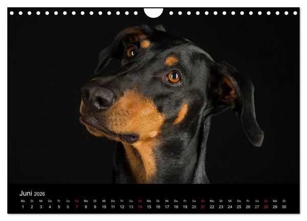 Produktbild: Dogs (Wandkalender 2026 DIN A4 quer), CALVENDO Monatskalender