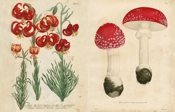 Produktbild: John Derian Picture Book II