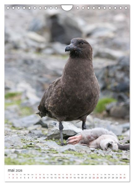 Produktbild: Antarctique des oiseaux de l&eacute;gende (Calendrier mural 2026 DIN A4 horizontal), CALVENDO calendrier mensuel