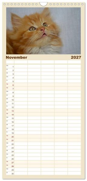 Produktbild: Familienplaner 2027 - Katzen im Portr&auml;t / Geburtstagskalender mit 5 Spalten (Wandkalender, 21 x 45 cm) CALVENDO
