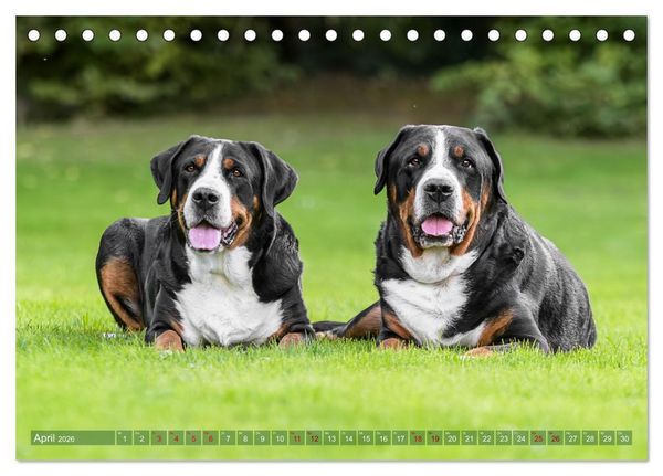 Produktbild: Gro&szlig;e Schweizer - Gigantische Sennenhunde (Tischkalender 2026 DIN A5 quer), CALVENDO Monatskalender