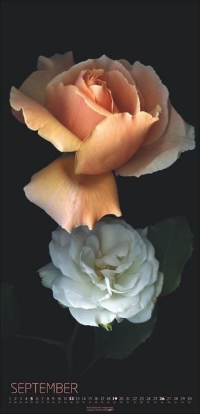 Produktbild: Die Magie der Blumen Kalender 2027