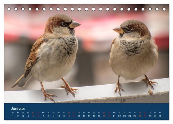 Produktbild: Spatzen-Kalender (Tischkalender 2027 DIN A5 quer), CALVENDO Monatskalender