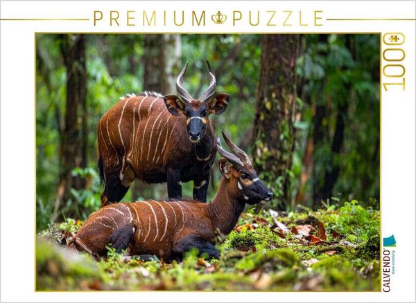 Produktbild: CALVENDO Puzzle Bongo Antilopen in der Wildnis | 1000 Teile Lege-Gr&ouml;&szlig;e 64x48cm Foto-Puzzle f&uuml;r gl&uuml;ckliche Stunden