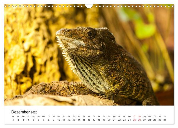 Produktbild: Faszination - Echsen (Wandkalender 2026 DIN A3 quer), CALVENDO Monatskalender