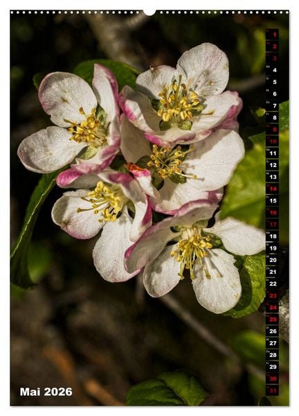 Produktbild: B&auml;ume anders gesehen (Wandkalender 2026 DIN A2 hoch), CALVENDO Monatskalender