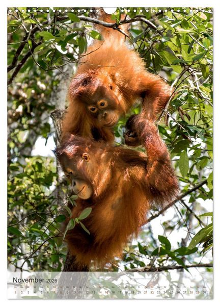 Produktbild: BORNEO Bedrohtes Paradies (Wandkalender 2026 DIN A3 hoch), CALVENDO Monatskalender