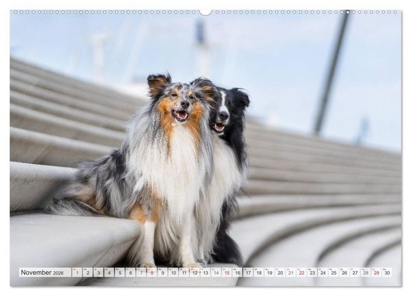 Produktbild: Hamburger Hafencity - Unterwegs mit den Shelties Finn und Louis (Wandkalender 2026 DIN A2 quer), CALVENDO Monatskalender