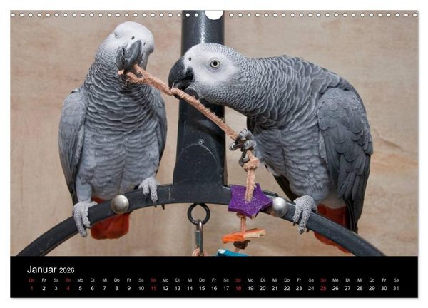 Produktbild: Graupapageien zum Verlieben (Wandkalender 2026 DIN A3 quer), CALVENDO Monatskalender