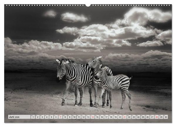 Produktbild: Wilde Tiere in schwarz-wei&szlig; (hochwertiger Premium Wandkalender 2026 DIN A2 quer), Kunstdruck in Hochglanz